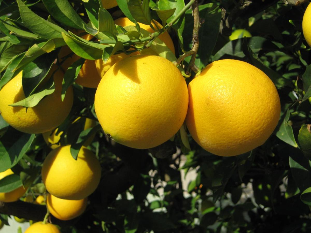Apartamento Orange Tree Garden Pefkochori Exterior foto